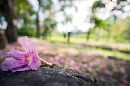 Beautiful of Pink trumpet trees or Tabebuia rosea flowers.