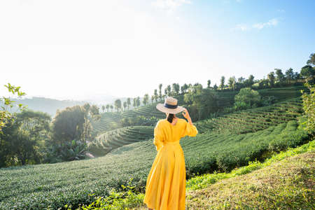 Asian female tourist in yellow dress at green tea plantation with natural light in the morning, Chiang Rai, Thailand.の写真素材
