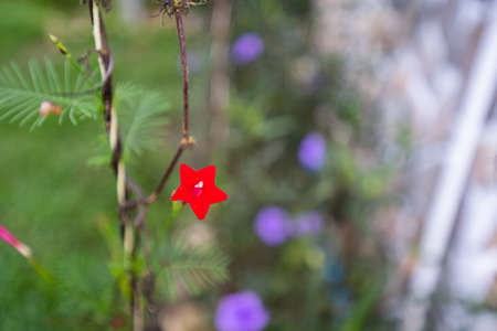 red flower, vine tree with spiral green leaves, blurred background.の写真素材