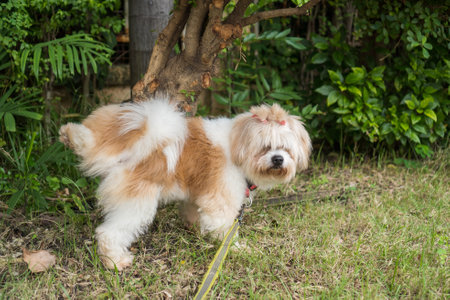 white dog urinating standing on the grass in the garden.の写真素材