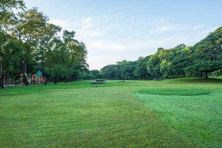 Beautiful big tree with green grass field and blue sky in public park in morning.の写真素材