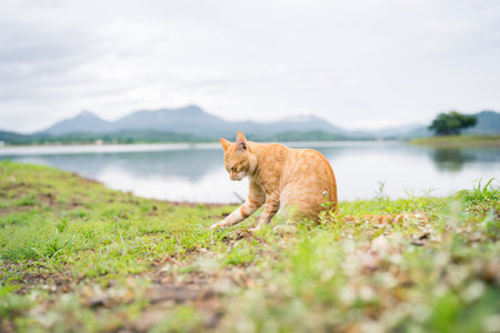 Orange cat sitting on green grass, rivers and mountains background.の写真素材