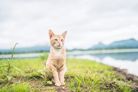 Orange cat sitting on green grass, Relax next to the lake with beautiful mountain views in the...