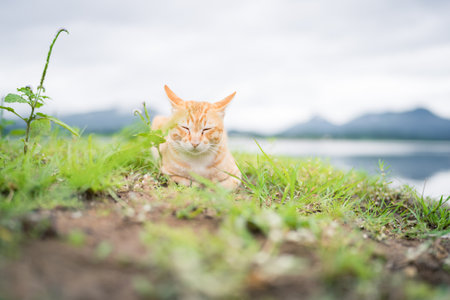 orange cat sleeps with its eyes closed on the green grass, Relax next to the lake with beautiful mountain views in the morning.の写真素材
