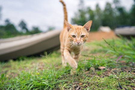 Orange cat walking outside in the grass.の写真素材