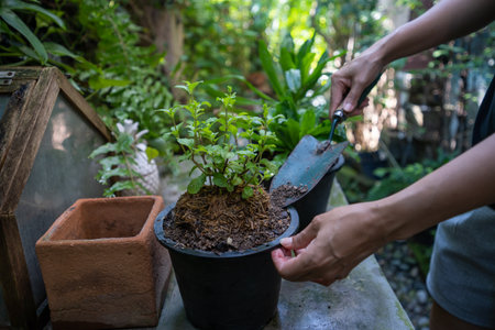 A woman is growing Thai herbal mint vegetables in a pot.の写真素材