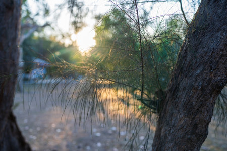 Sunlight filters through the trees, sunset light.の写真素材