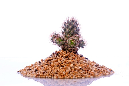 Cactusの写真素材