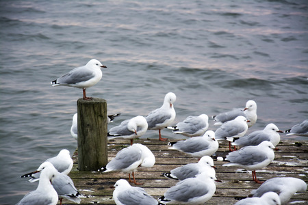 Flock of seagulls at a pier looking upon Lake Rotoruaの写真素材