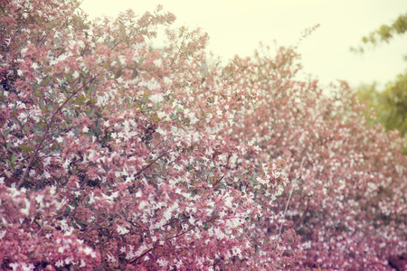 flower background. beautiful flowers made with color filtersの写真素材