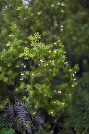 Green leaves and its white fruits as backgroundの写真素材