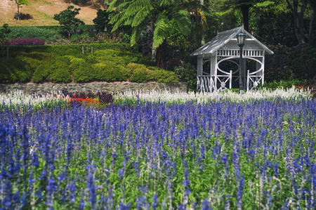 Lavender flowers at Wellington Botanic Garden, the largest public park in capital city of New Zealandの写真素材
