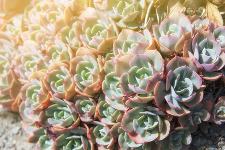 Echeveria elegans is a succulent evergreen perennial with tight rosettes of pale green-blue fleshy...