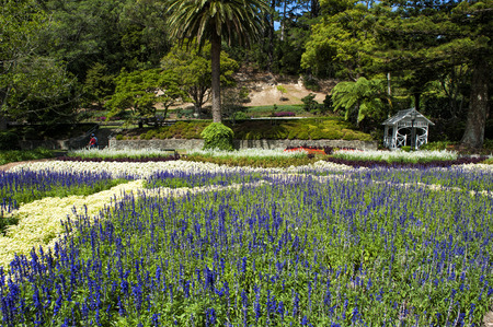 Lavender flowers at Wellington Botanic Garden, the largest public park in capital city of New Zealandの写真素材