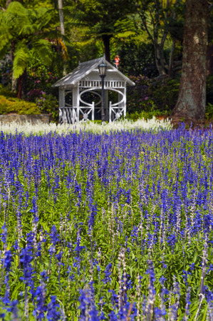 Lavender flowers at Wellington Botanic Garden, the largest public park in capital city of New Zealandの写真素材