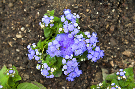 Blue mistflower (Conoclinium coelestinum) or purple blue Ageratum flower plant growing on groundの写真素材