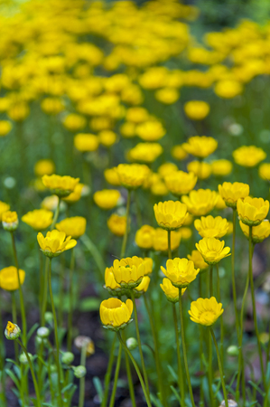 Yellow Buttercup flowers (Ranunculus) growing in the gardenの写真素材