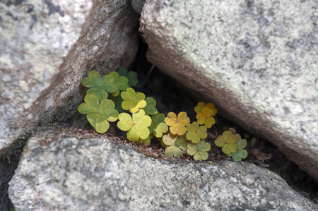 Small plant growing through the gap of stone