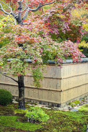 Japanese red maple tree during autumn in garden at Enkoji temple in Kyoto, Japan