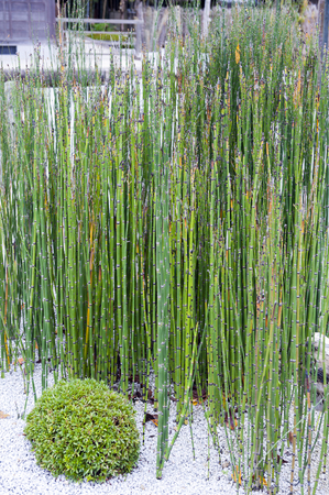 Equisetum hyemale known as horsetail reed, rough horsetail, scouring rush, scouringrush horsetail, or snake grass, a perennial herb found in North America, Europe, and northern Asiaの写真素材