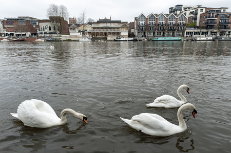 Kingston upon Thames, United Kingdom - April 2018: Flock of swans and waterbirds at Riverside Walk promenade by the River Thames in Kingston, Englandのeditorial素材