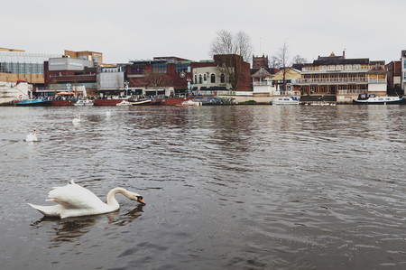 Kingston upon Thames, United Kingdom - April 2018: Flock of swans and waterbirds at Riverside Walk promenade by the River Thames in Kingston, Englandのeditorial素材