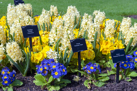 London, UK - April 2018: Assorted colourful flowers grown in a flowerbed at Kew Gardens, a botanical garden in southwest London, England, houses the largest and most diverse botanical and mycological collections in the worldのeditorial素材