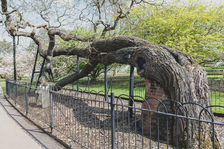 London, UK - April 2018: Japanese pagoda tree (Sophora japonica or Styphnolobium japonicum), one of...