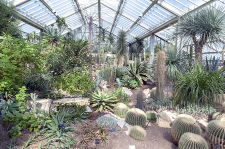 London, UK - April 2018: Cacti and plants from ten different climate zones being exhibited in a glasshouse of Princess of Wales Conservatory at Kew Gardens, Richmond upon Thames, Englandのeditorial素材