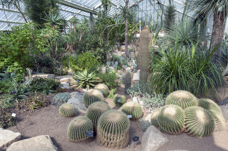 London, UK - April 2018: Cacti and plants from ten different climate zones being exhibited in a glasshouse of Princess of Wales Conservatory at Kew Gardens, Richmond upon Thames, Englandのeditorial素材