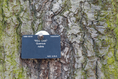 London, UK - April 2018: Big red oak or or champion oak (Quercus rubra), native tree of North America, growing at Kew Gardens, Richmond upon Thames, Englandのeditorial素材