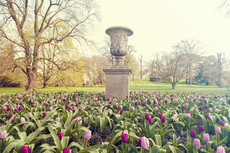 London, UK - April 2018: Purple Prince Single Early Tulips (Tulipa) growing in a flowerbed at Kew Garden, a botanical garden in southwest London that houses the largest and most diverse botanical and mycological collections in the worldのeditorial素材