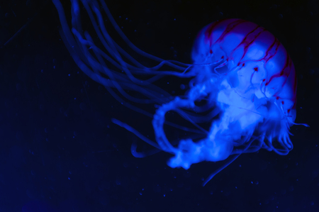 The purple-striped jellyfish (Chrysaora colorata) a species of jellyfish, sea nettle, medusa...