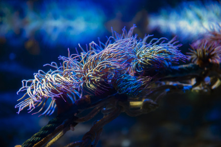 Snakelocks sea anemone (Anemonia viridis), a sedentary marine coelenterate in a group of marine,...