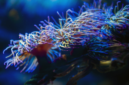 Snakelocks sea anemone (Anemonia viridis), a sedentary marine coelenterate in a group of marine, predatory animals of the order Actiniaria, found in the eastern Atlantic Ocean to the Mediterranean Seaの写真素材