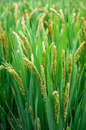 Close-up details of near-mature yellow green rice ears grown in a paddy field before harvest season in a farmlandの写真素材
