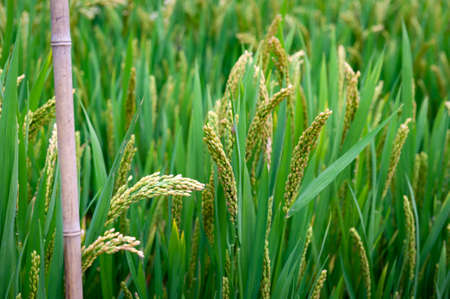 Close-up details of near-mature yellow green rice ears grown in a paddy field before harvest season in a farmlandの写真素材