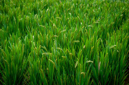 Close-up details of near-mature yellow green rice ears grown in a paddy field before harvest season in a farmlandの写真素材