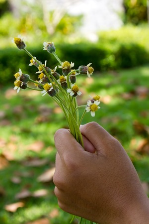 Hand holds flower on green grass backgroundの写真素材