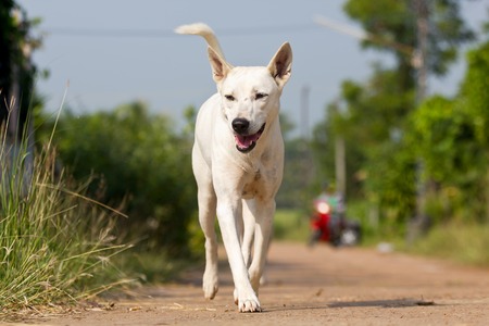 The dog running or walking on road in thailandの写真素材