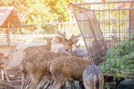 On the farm for the breeding of deer in Thailand.の写真素材
