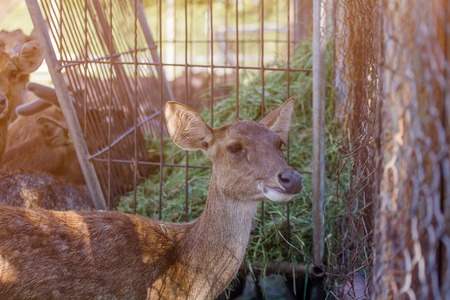 On the farm for the breeding of deer in Thailand.の写真素材