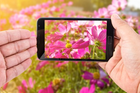 Man hand hold touch screen smart phone on Pink Cosmos Flower background.の写真素材