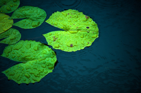 lotus leafの写真素材