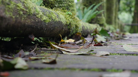 Wooden bridge in tropical rain forest
