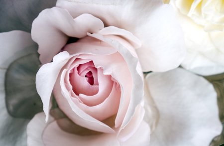 Pink Rose Flower isolated on white background with shallow depth of field and focus the centre of rose flowerの写真素材