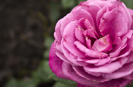 Scarlet rose. Macro and close up flower.の写真素材