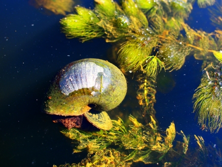 Snail in the lagoons Public の写真素材