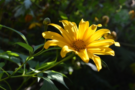 Mexican Sunflower Weedの写真素材