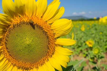 Sunflower with bee in lopburi in thailandの写真素材